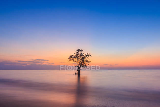 Самотній дерево у мангрових на захід сонця, пляж Nirwana Паданг, західній Суматрі, Індонезія — стокове фото