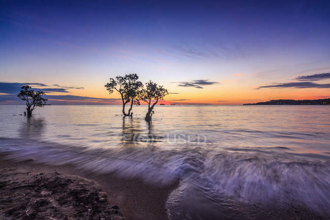 Árboles en un manglar, Playa de Nirwana, Padang, Sumatra Occidental, Indonesia - foto de stock