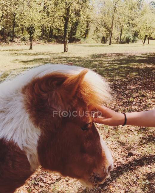 Rapaz acariciando um cavalo — Fotografia de Stock