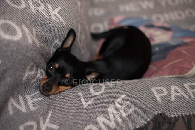 Мініатюрна собака-пінчер, що розслабляється на дивані, вид крупним планом — стокове фото
