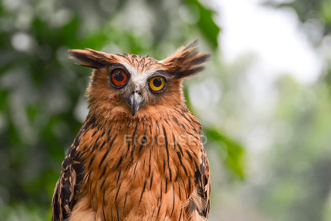 Buffy fish Owl with heterochromia, against blurred background — Stock Photo