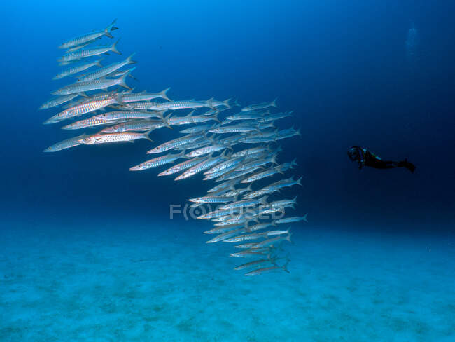 Mujer nadando con una escuela de peces barracuda, Koror, Palau - foto de stock