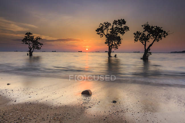 Vista panorámica de los árboles en un manglar, Playa de Nirwana, Padang, Sumatra Occidental, Indonesia - foto de stock