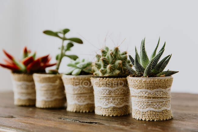 Closeup view of Five plants in a row — Stock Photo