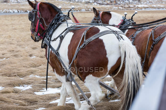 Deux chevaux de trait tirant une charrette — Photo de stock