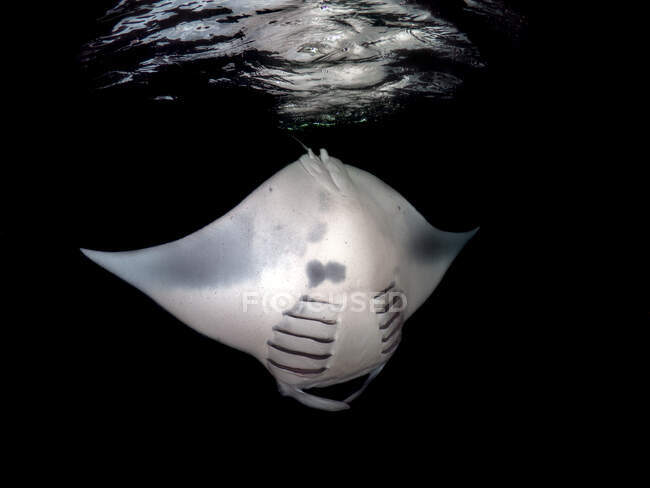 Retrato de un pez manta ray bajo el agua, Maldivas - foto de stock