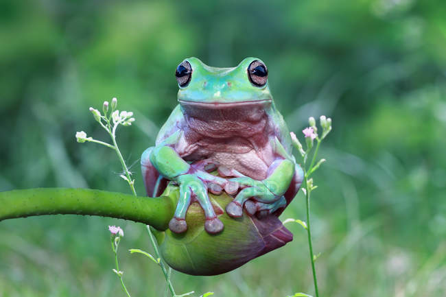 Eared tree frog sitting on a flower bud, blurred background — Stock Photo