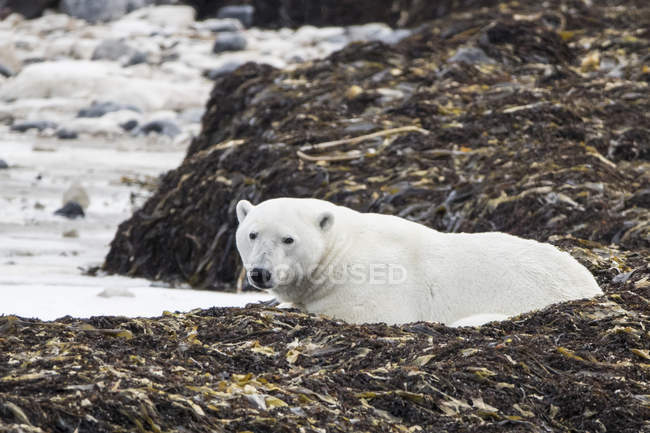 Vista panorámica del oso polar en la naturaleza salvaje, Canadá - foto de stock