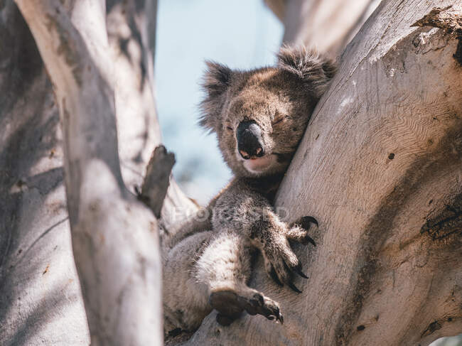 Niedlicher Koala sitzt auf Eukalyptusbaum im Sonnenlicht — Stockfoto