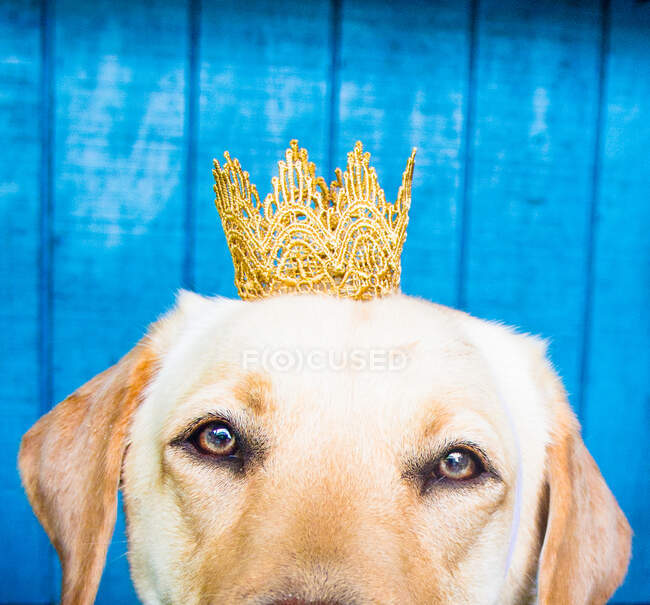 Re della regina della corona del bulldog francese — Foto stock