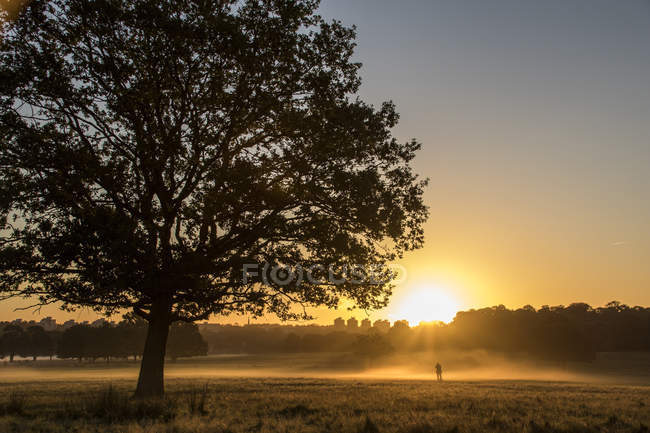 Vista panorâmica do pôr do sol em Richmond Park, Londres, Inglaterra, Reino Unido — Fotografia de Stock