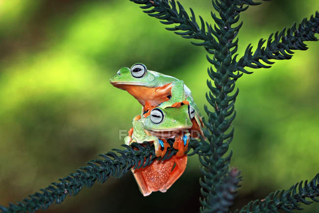 Two Wallace Flying Frogs on a branch, blurred background — Stock Photo