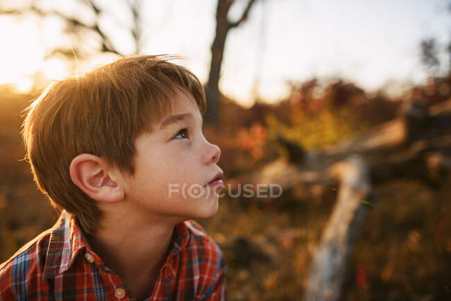 Ritratto di un ragazzo nella foresta guardando in alto — Foto stock