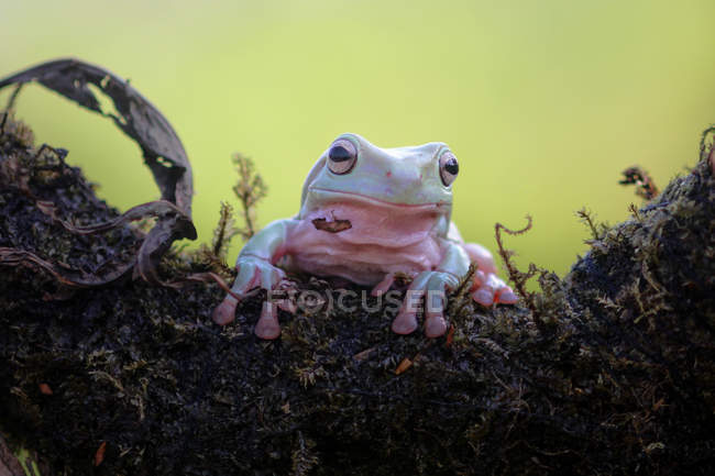 Retrato de una rana de árbol Dumpy, fondo borroso - foto de stock