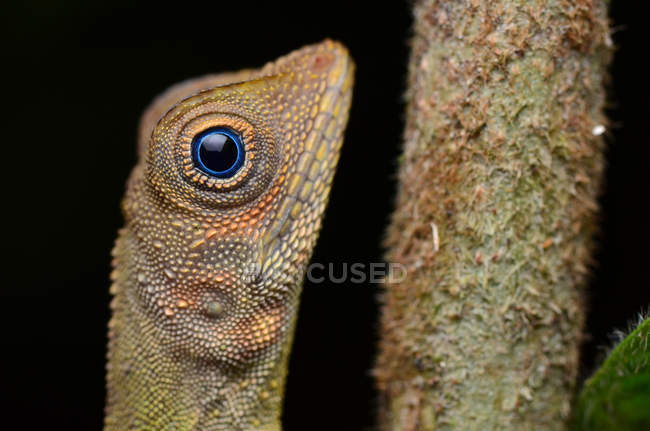 Close up of a lizard next to a branch, closeup view, selective focus — Stock Photo