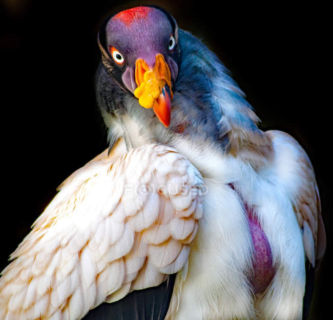 Portrait of a king vulture against black background — Stock Photo