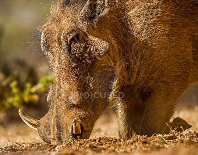 Warzenschweinfütterung, Mokala National Park, Northern Cape, Südafrika — Stockfoto