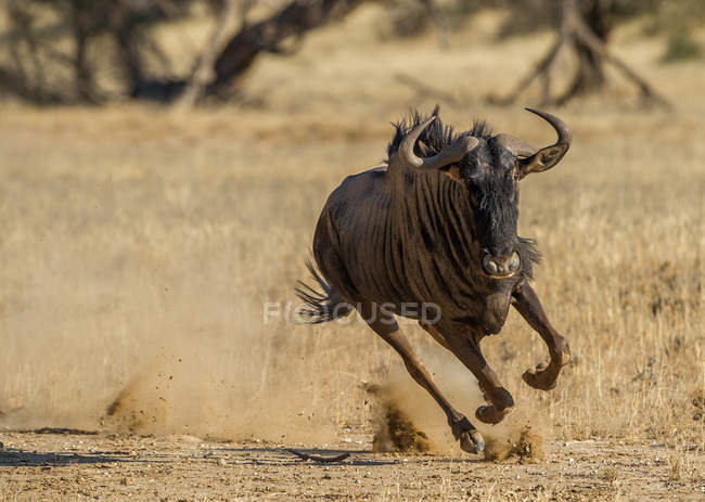 Hartebeest corriendo en arbusto, Sudáfrica - foto de stock