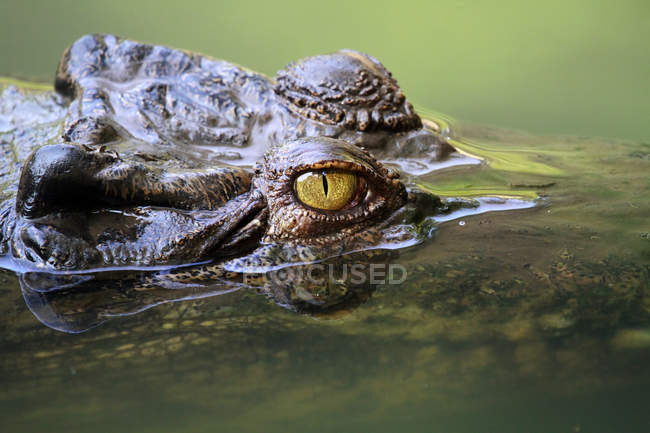 Gros plan d'une tête de crocodile submergée, mise au point sélective — Photo de stock