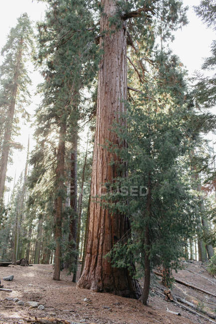 Vista panoramica del Sequoia National Park, California, America, USA — Foto stock