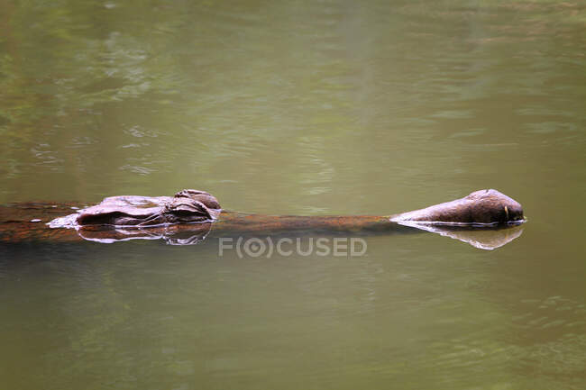 Nahaufnahme von Krokodil, das im Wasser schwimmt — Stockfoto