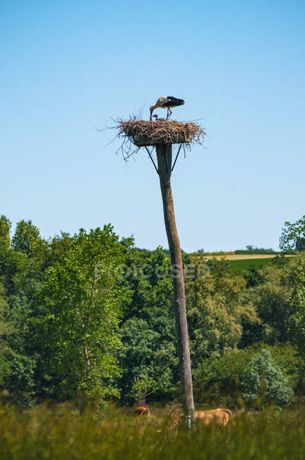 Scenic view of Stork standing in a nest, Arcachon, Gironde, Nouvelle-Aquitaine, France — Stock Photo