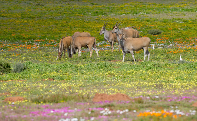 Malerischer Blick auf die Herde der Eldenweiden, Westküste, Südafrika — Stockfoto