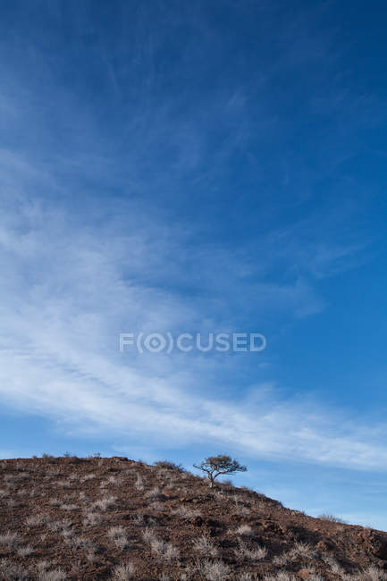 Vista panorámica de Lone Tree en una colina, Namibia - foto de stock