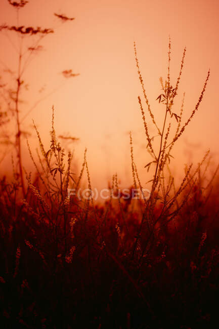 Close-up de grama longa em um campo ao pôr do sol, Rússia — Fotografia de Stock
