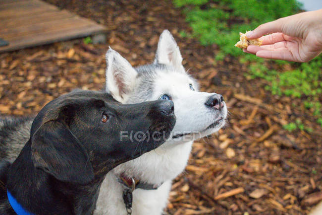 Frau schenkt zwei Hunden eine Leckerei, Nahaufnahme — Stockfoto