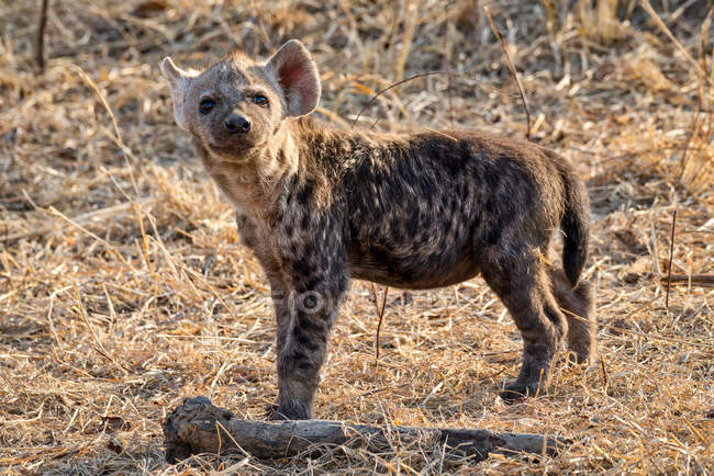 Retrato de una hiena cub, Mpumalanga, Sudáfrica - foto de stock
