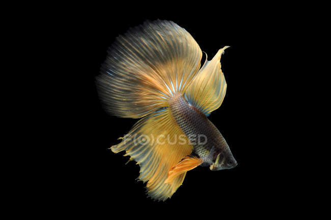 Close-up vista de majestoso peixe betta no fundo preto — Fotografia de Stock