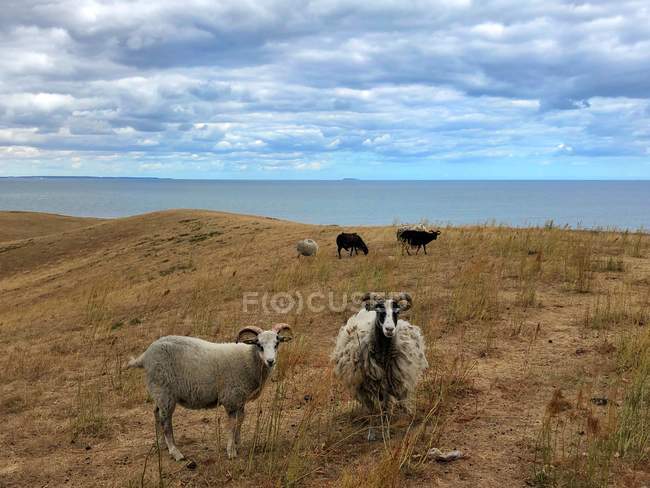 Vista panoramica di pecore in un campo, Nordby Bakker, Issehoved, Samsoe, Danimarca — Foto stock