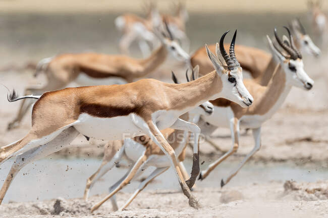 Troupeau de springbok fuyant un trou d'eau, Nxai Pan, Botswana — Photo de stock