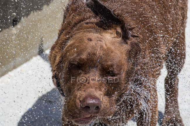 Labrador dog shaking off water, United States — Stock Photo