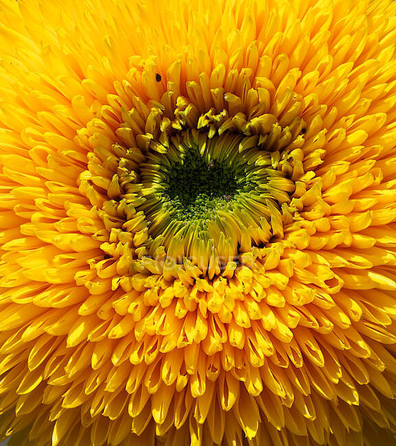 Close-up of a giant sungold sunflower, Sardinia, Italy — Stock Photo
