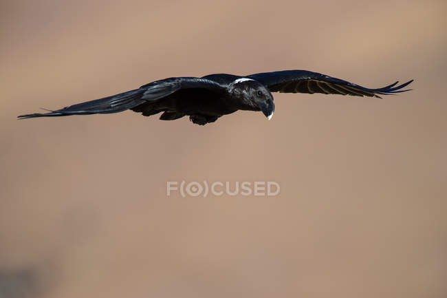White-necked raven flying mid air — Stock Photo