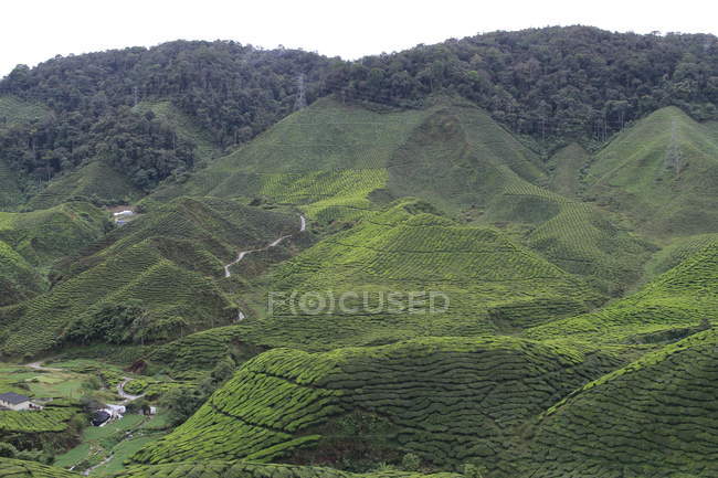 Vista panorámica de la plantación de té, Cameron Highlands, Pahang, Malasia - foto de stock