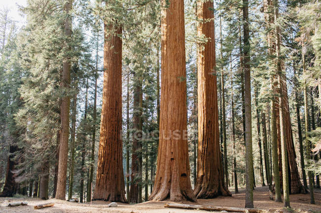 Мальовничий вид на Національний парк Секвойя, Каліфорнія, Америка, США — стокове фото