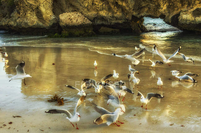 Manada de aves en la playa de Two Rocks, Perth, Australia Occidental, Australia - foto de stock