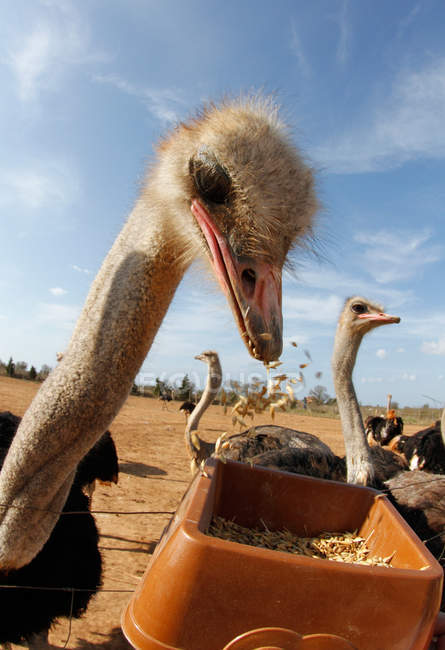 Ostrich eating grains on a farm, closeup view — Stock Photo