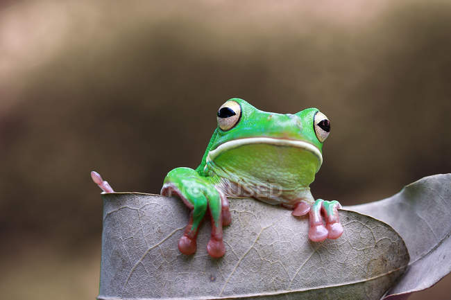 Лягушка с белыми губами на листе, размытый фон — стоковое фото