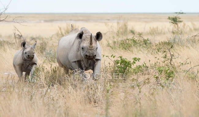 Vista panorámica de Rhino y su ternera en el arbusto - foto de stock