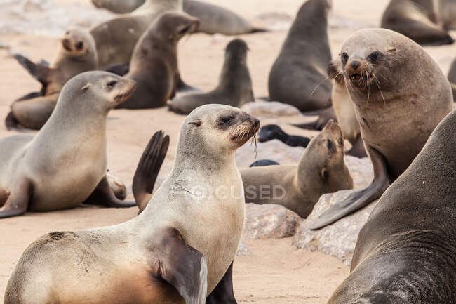 Colonia de focas del Cabo de piel, Namibia - foto de stock