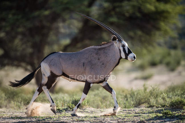 Vista panorámica de Oryx en movimiento, distrito de Kgalagadi, Botswana. - foto de stock