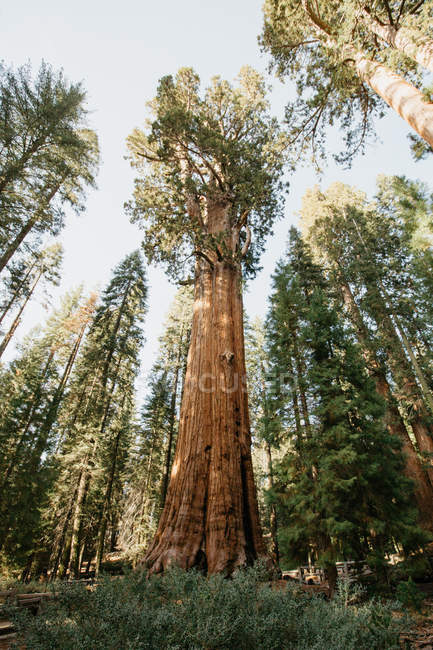 Malerischer Blick auf Mammutbaum-Nationalpark, Kalifornien, Amerika, USA — Stockfoto