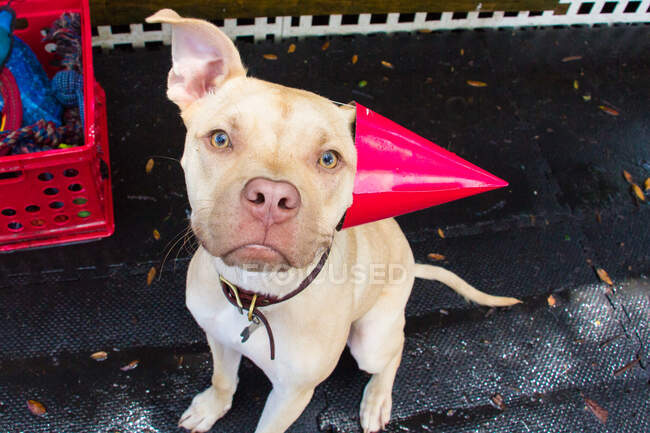 Filhote de cachorro Pitbull usando um chapéu de festa, Estados Unidos — Fotografia de Stock
