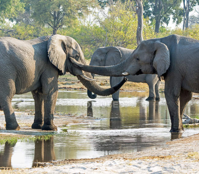 Scenic view of majestic Elephants standing in a river, Botswana — Stock Photo
