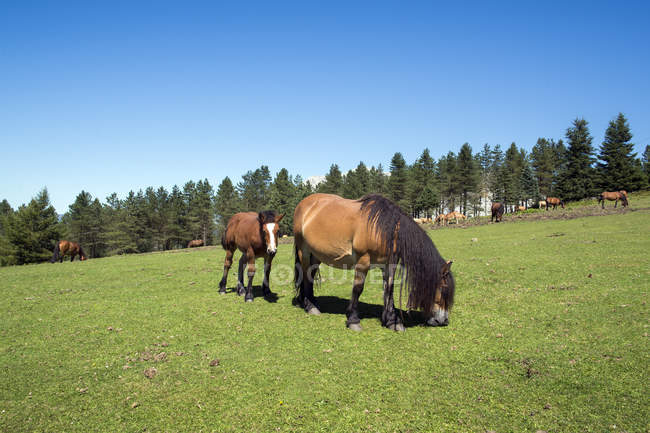 Cavalos selvagens pastando em montanhas prado de grama verde — Fotografia de Stock