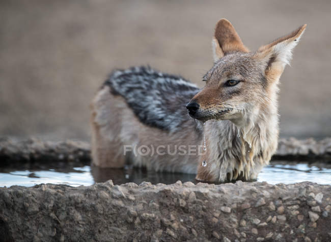 Jackal standing in a waterhole, Kgalagadi Transfrontier Park, South Africa — Stock Photo